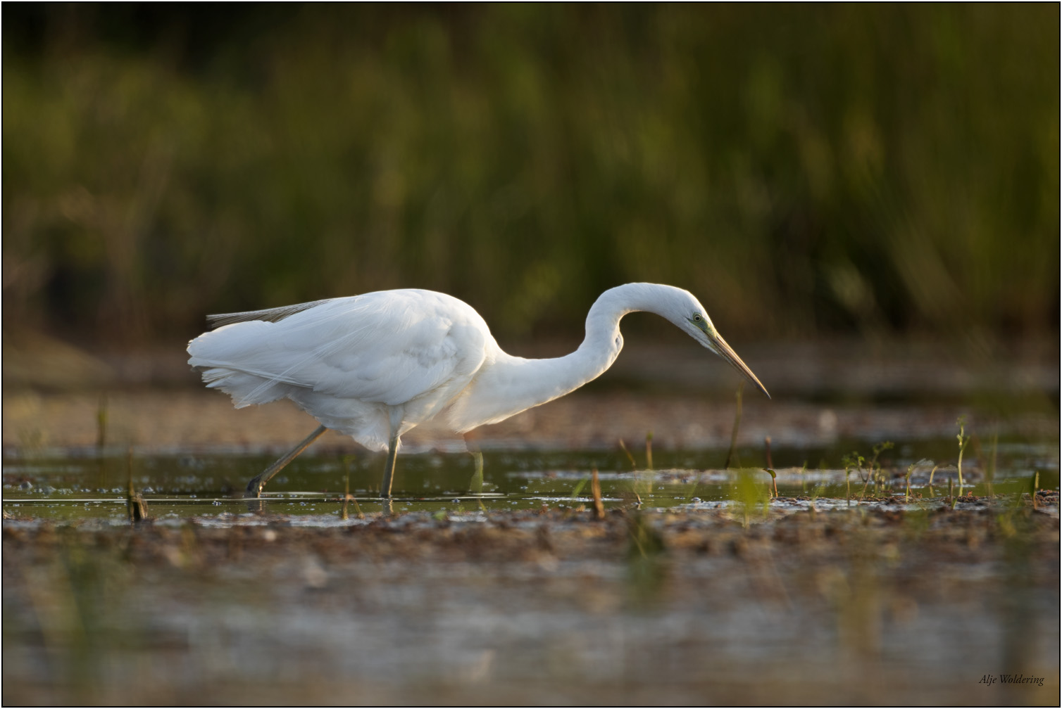 Grote zilverreiger