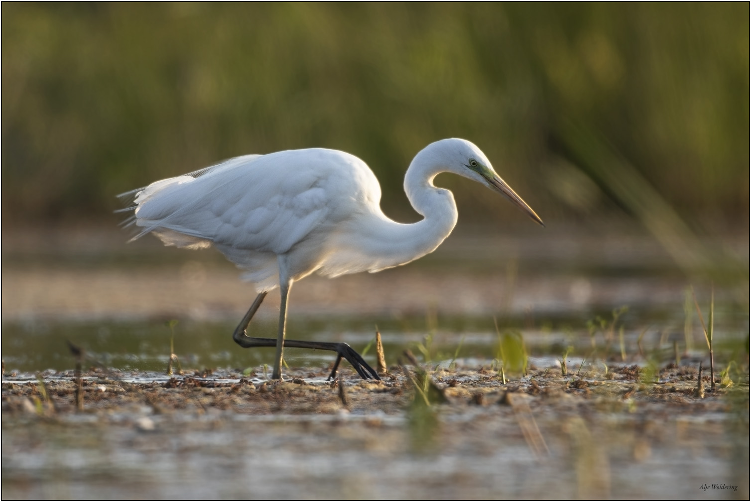 Grote zilverreiger