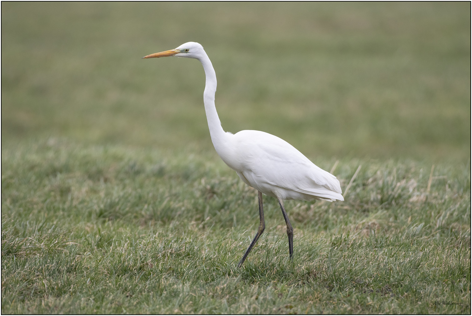 Grote zilverreiger