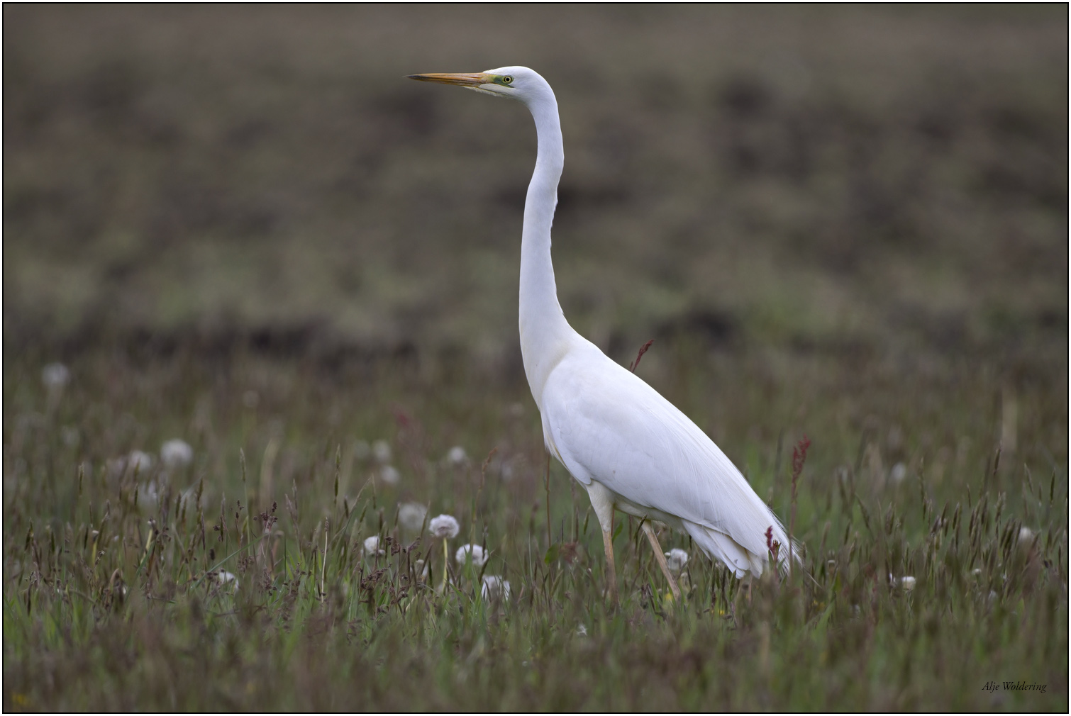 Grote zilverreiger