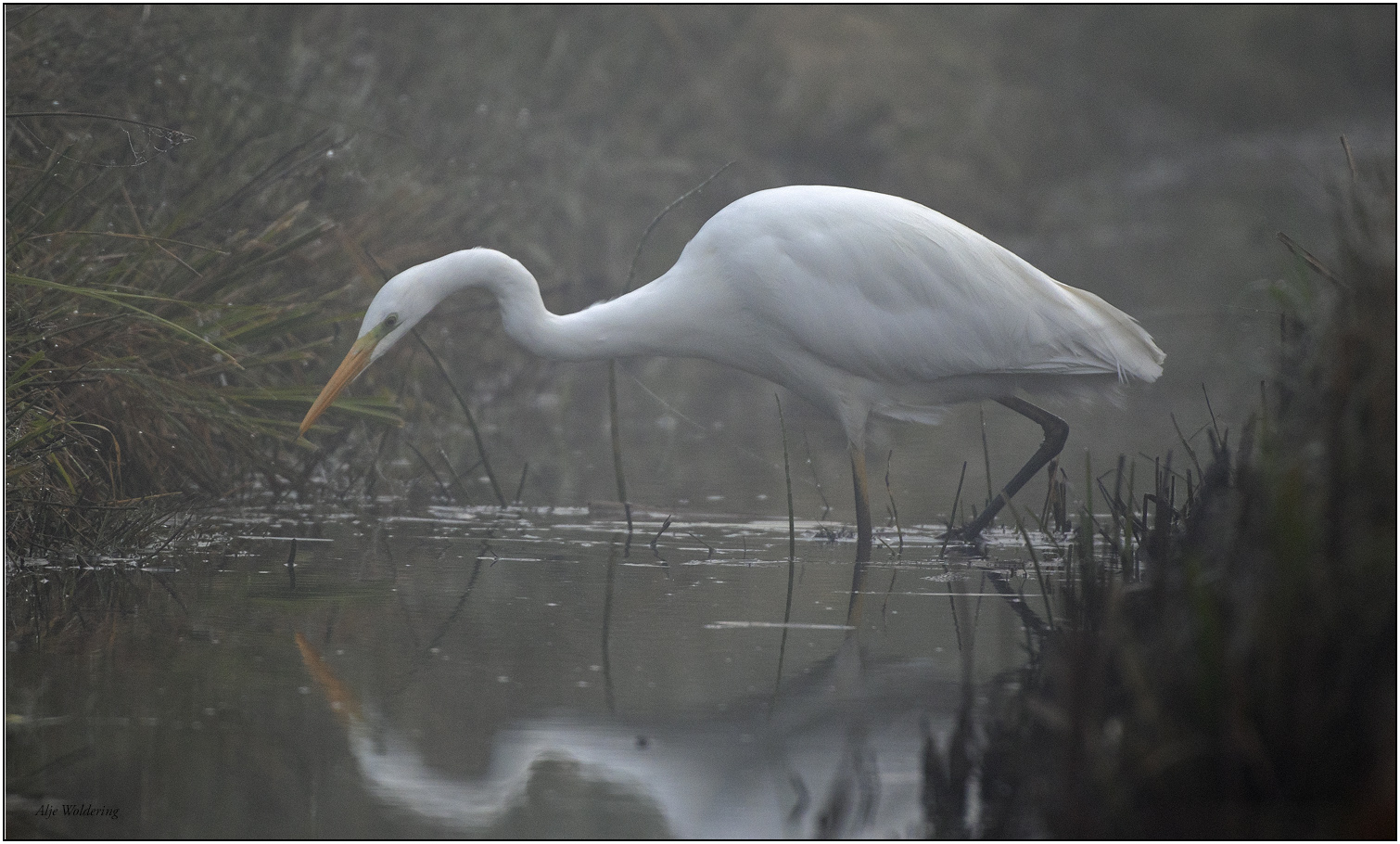 Grote zilverreiger