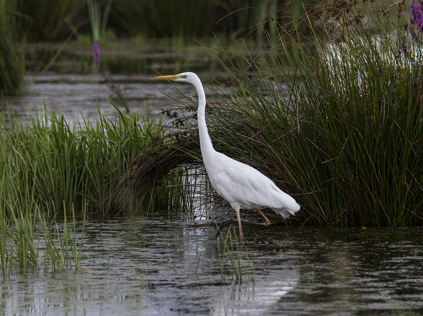 Grote zilverreiger