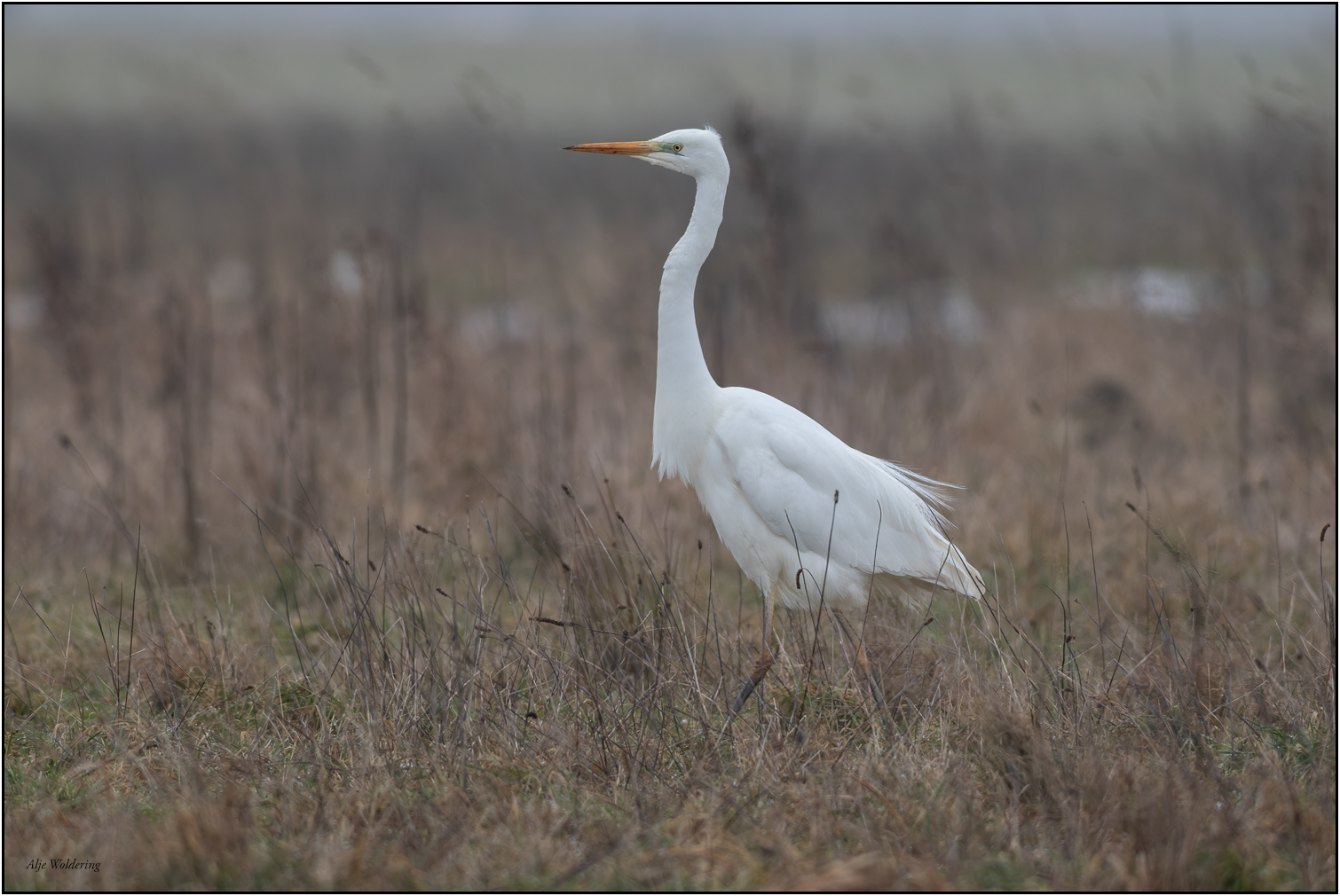Grote zilverreiger