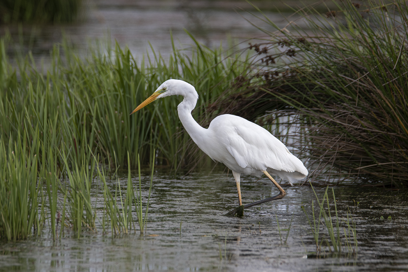Grote zilverreiger