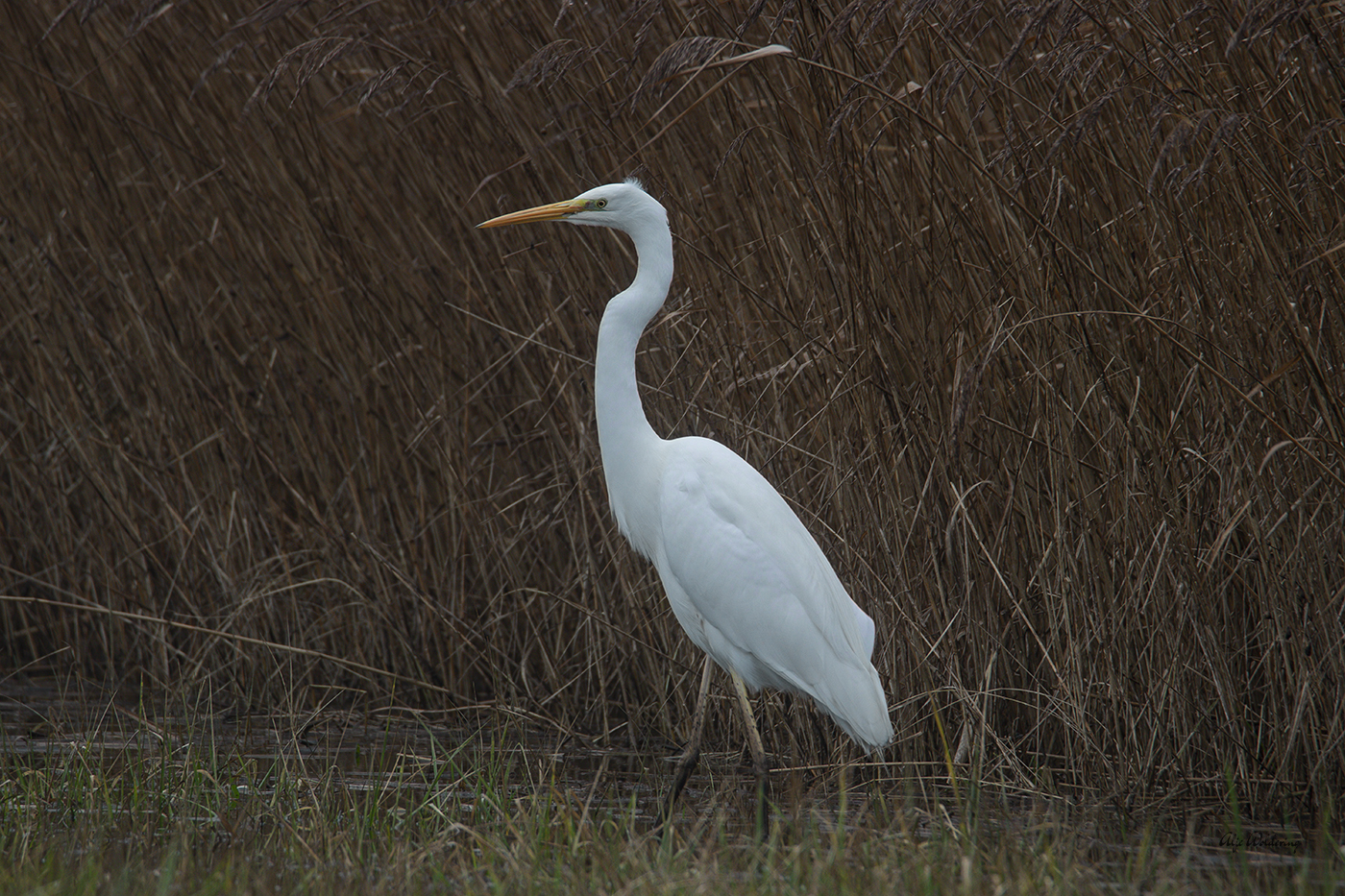 Grote zilverreiger