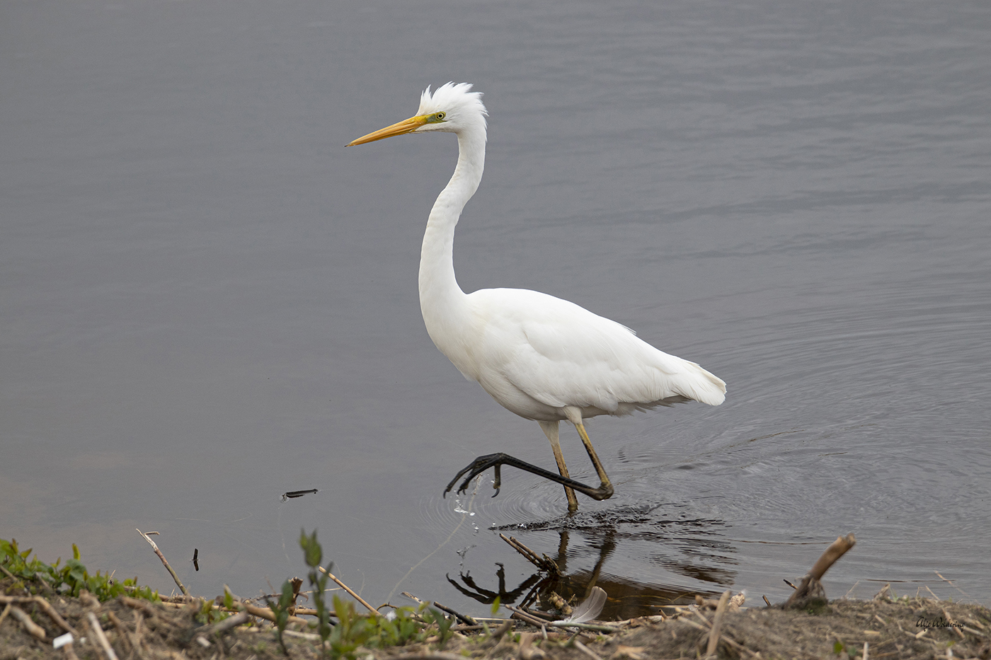 Grote zilverreiger
