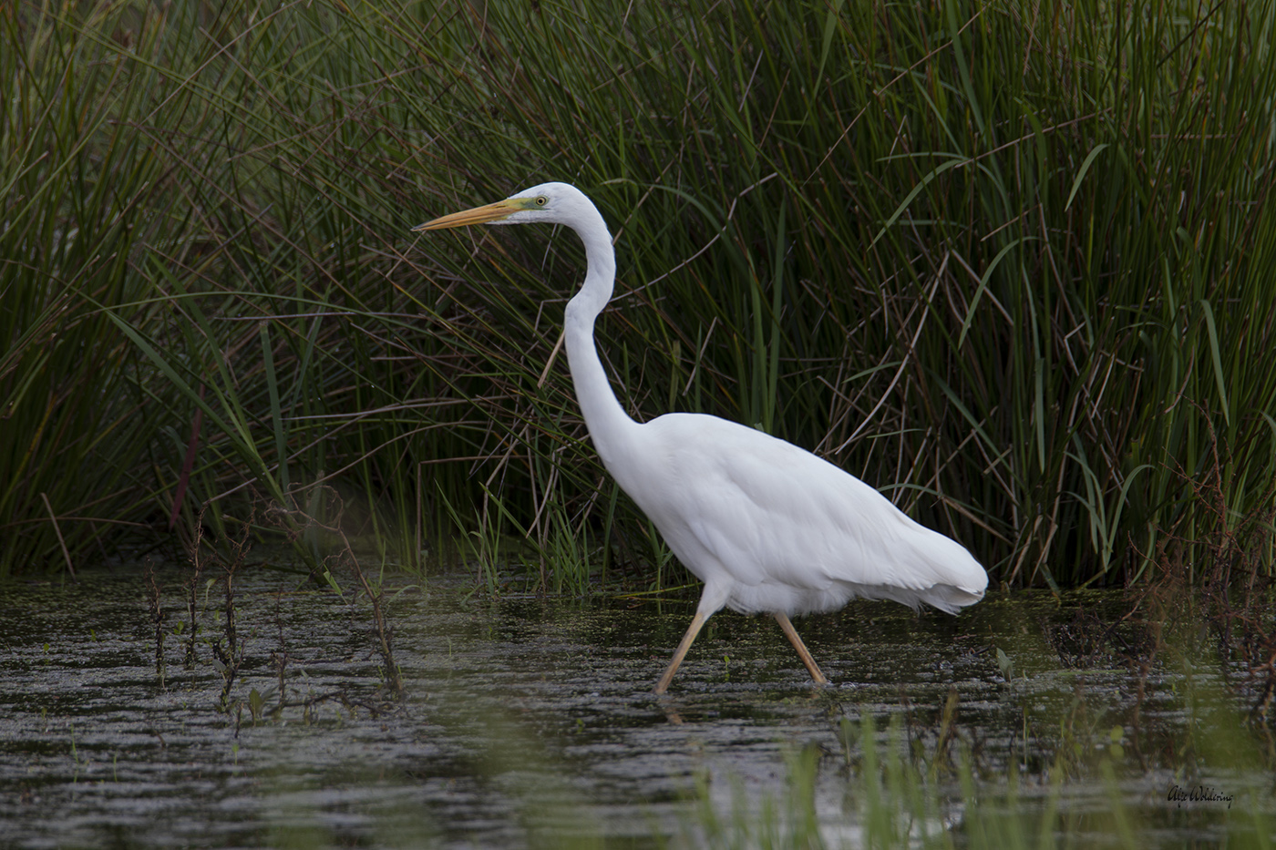 Grote zilverreiger