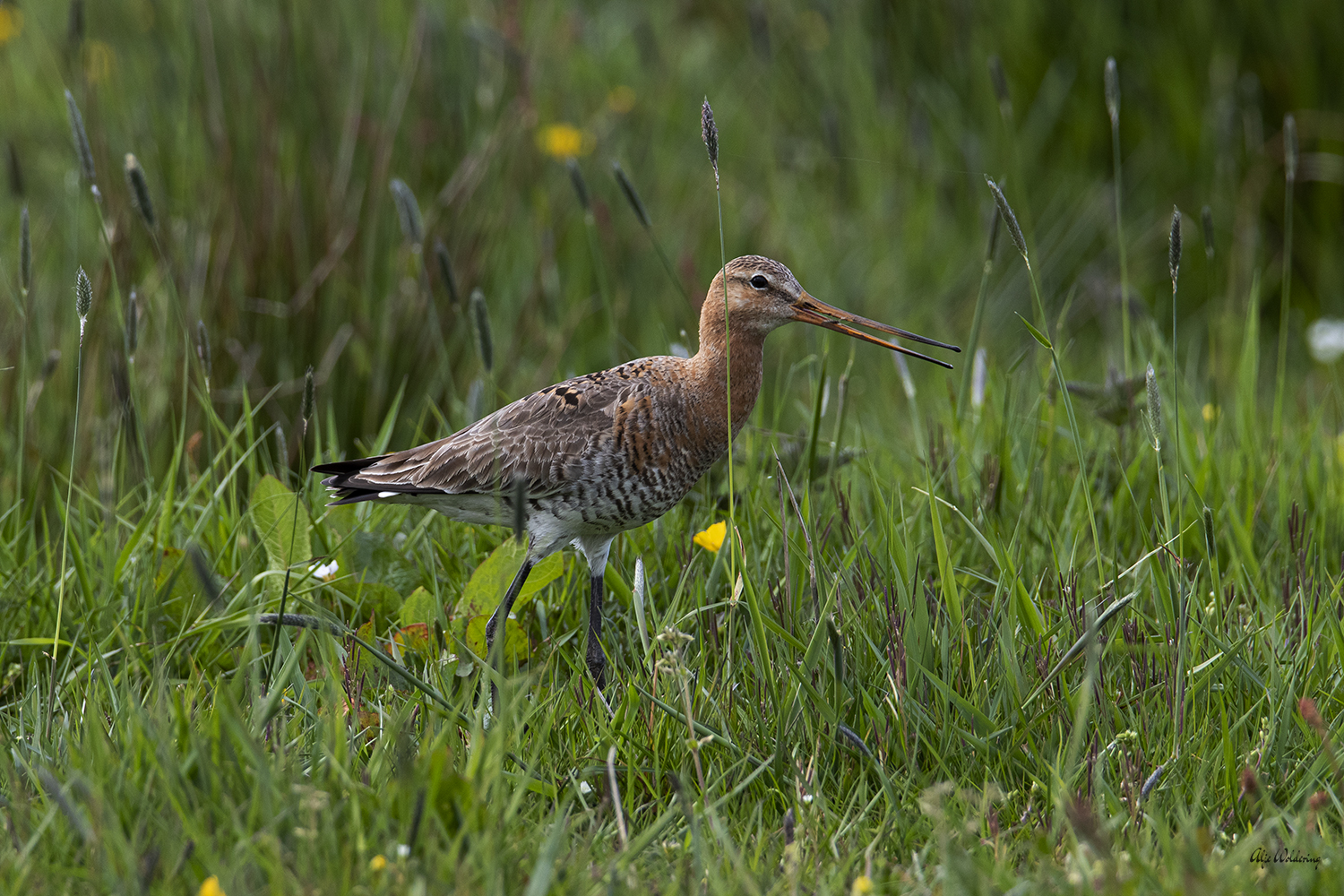 Grutto