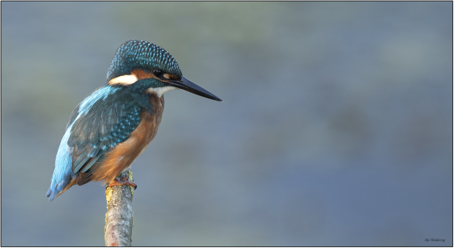 IJsvogel