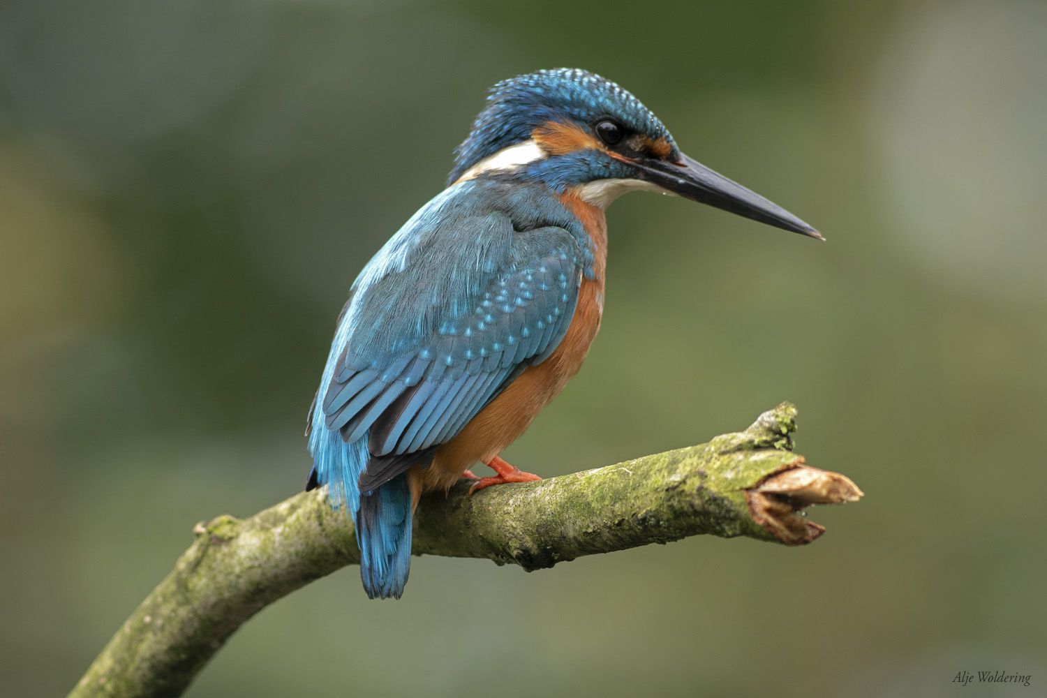 IJsvogel