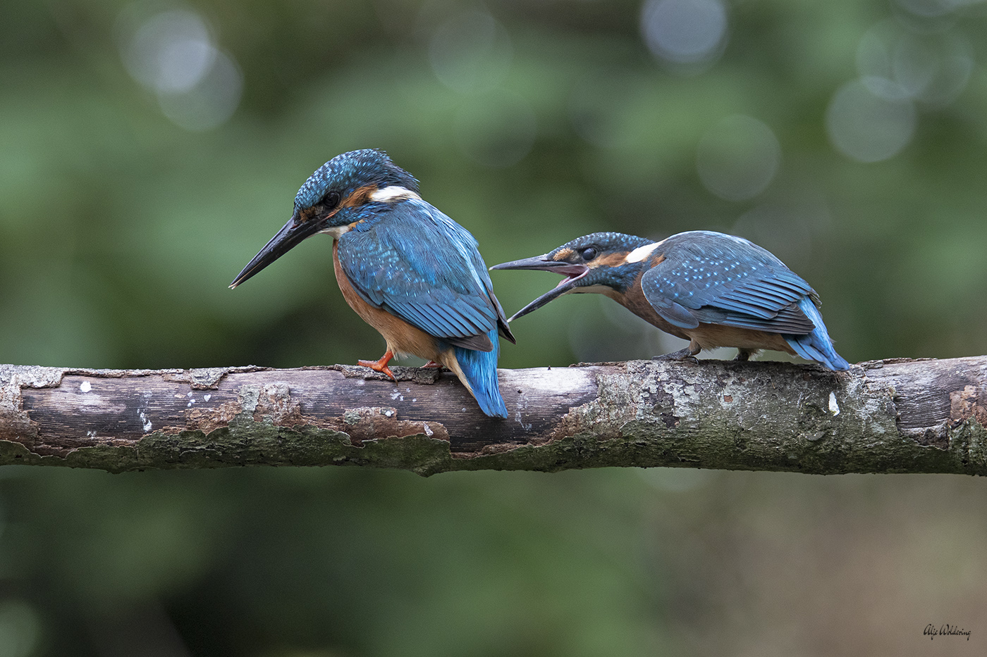 IJsvogel