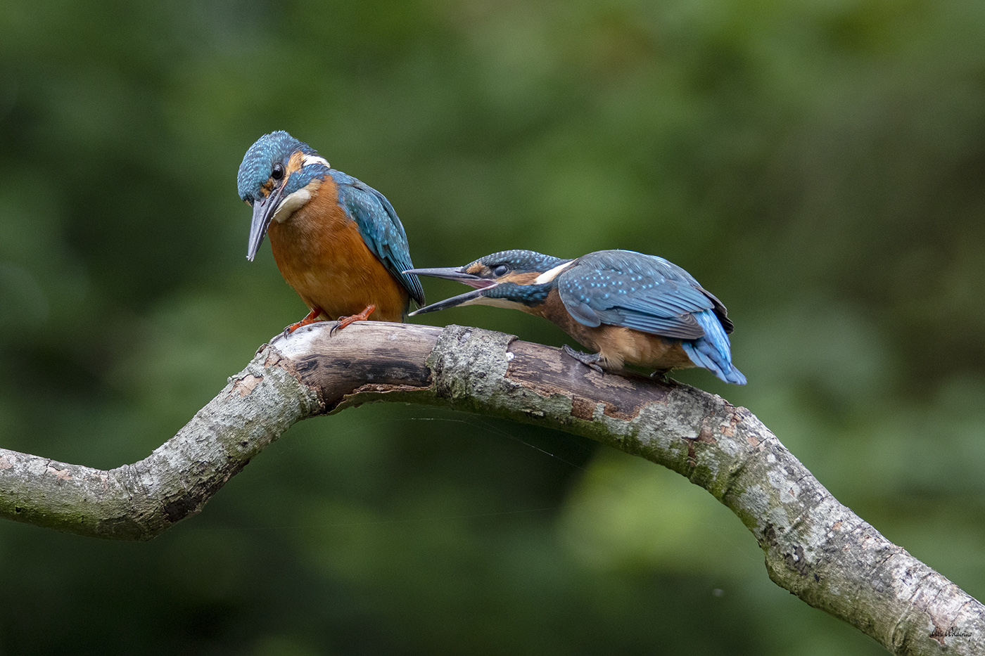 IJsvogel