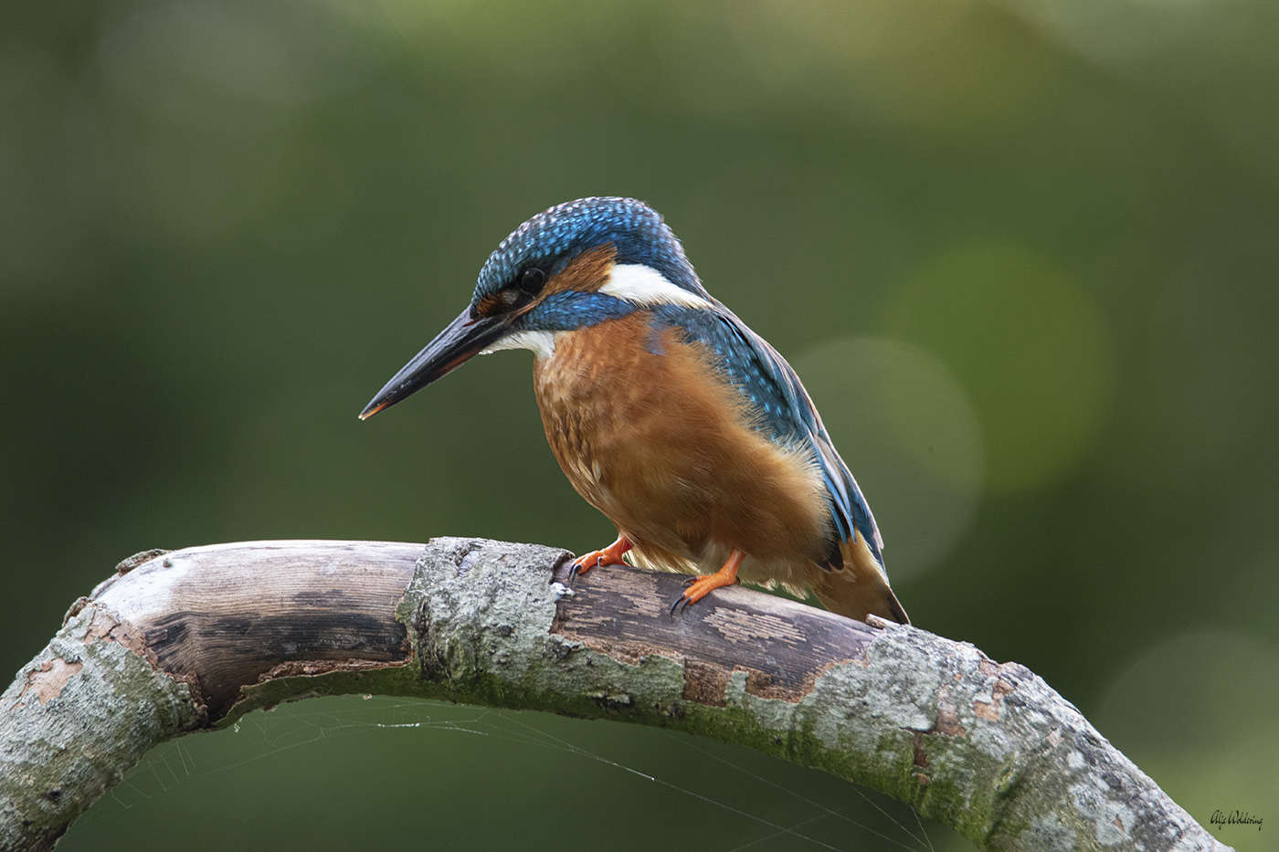 IJsvogel