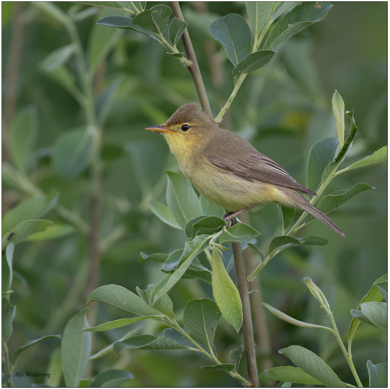 Orpheusspotvogel