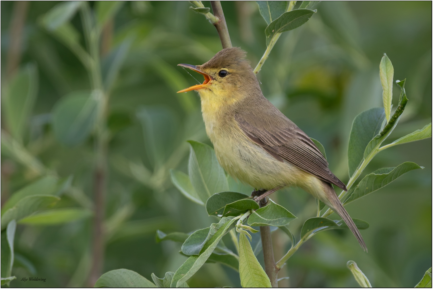 Orpheusspotvogel