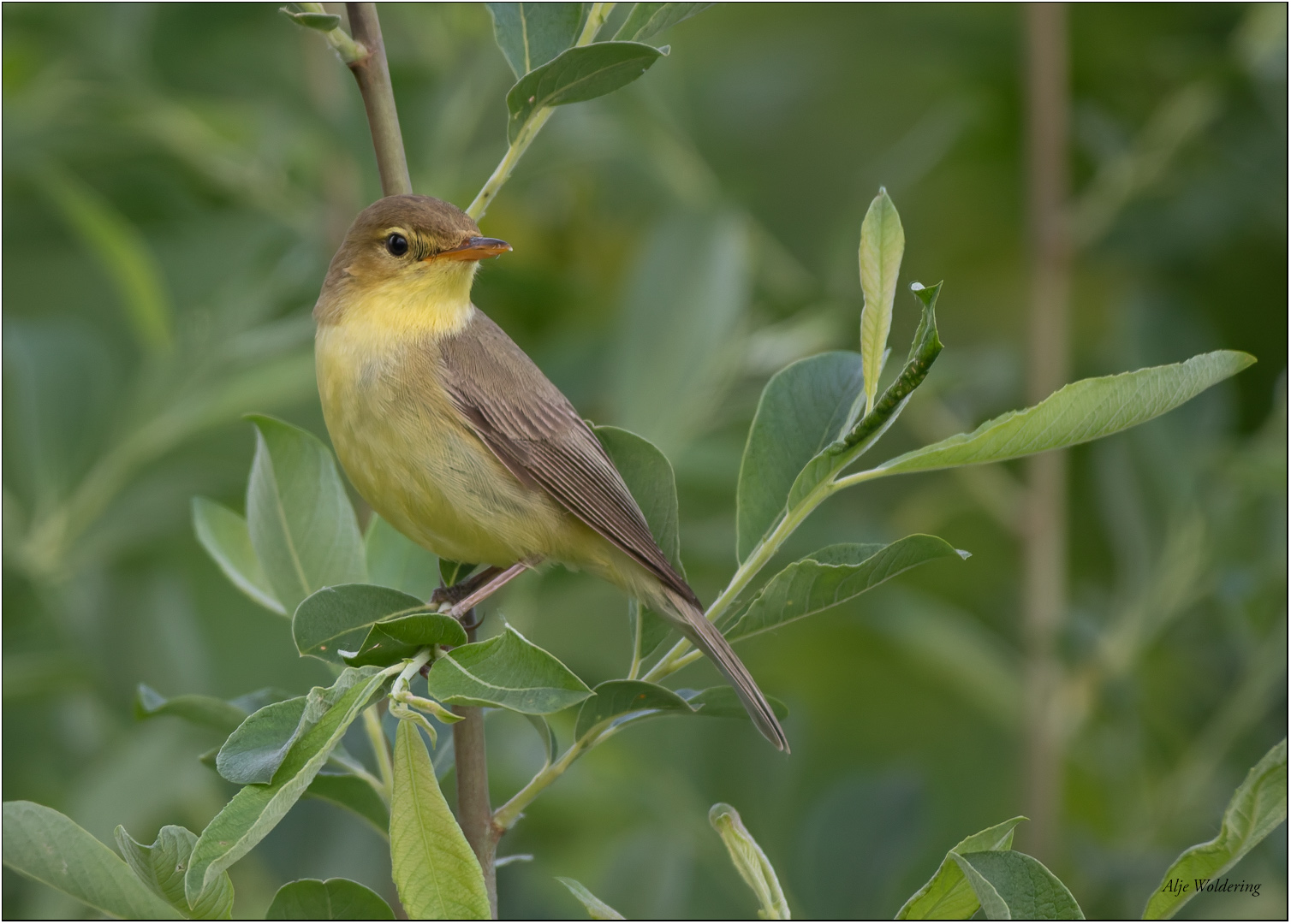 Orpheusspotvogel