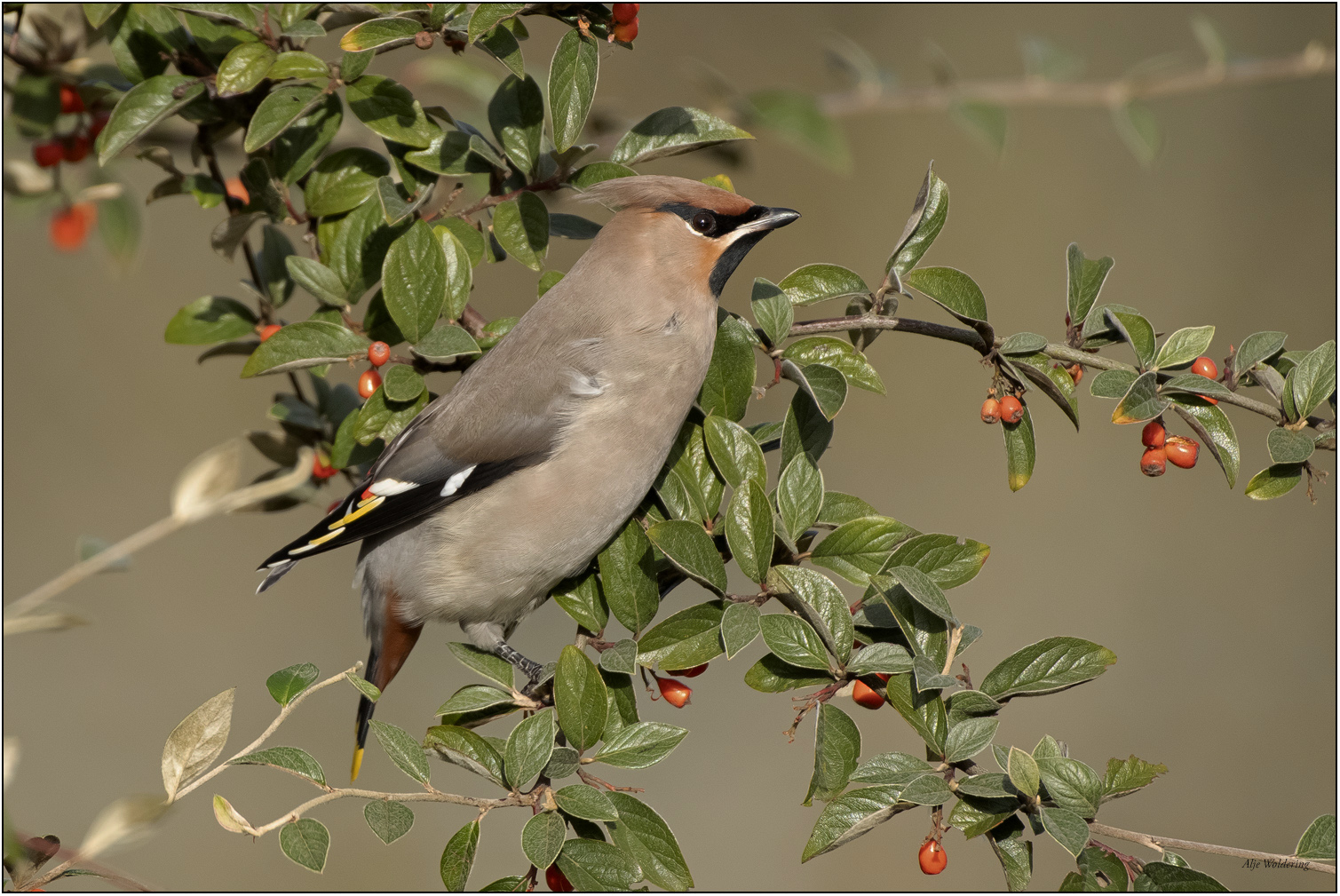 Pestvogel