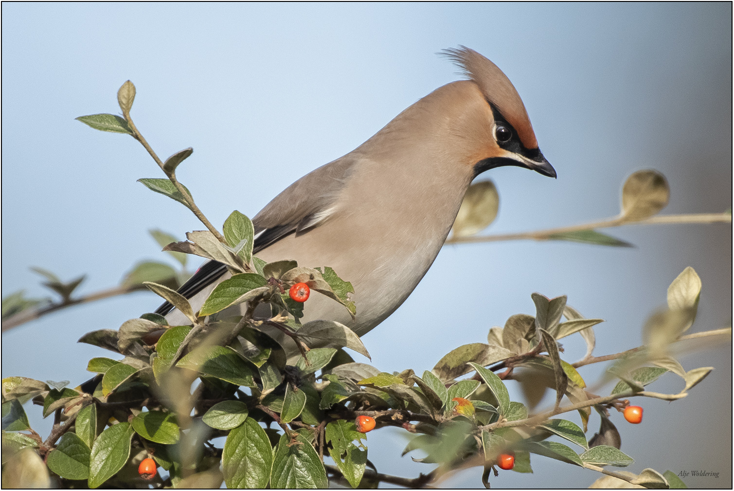 Pestvogel
