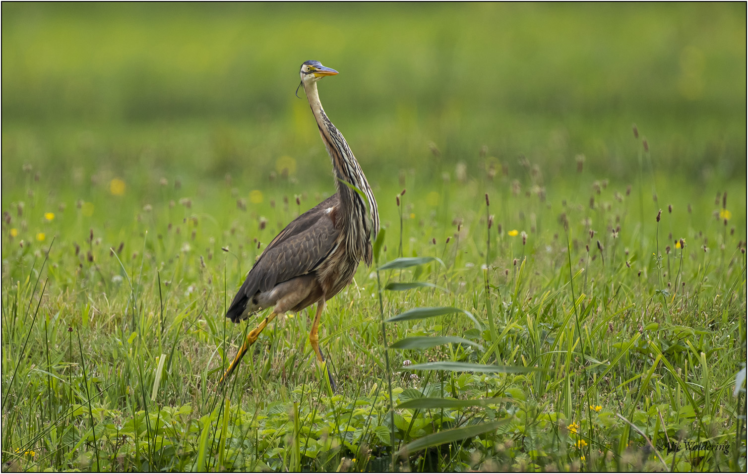 Purperreiger