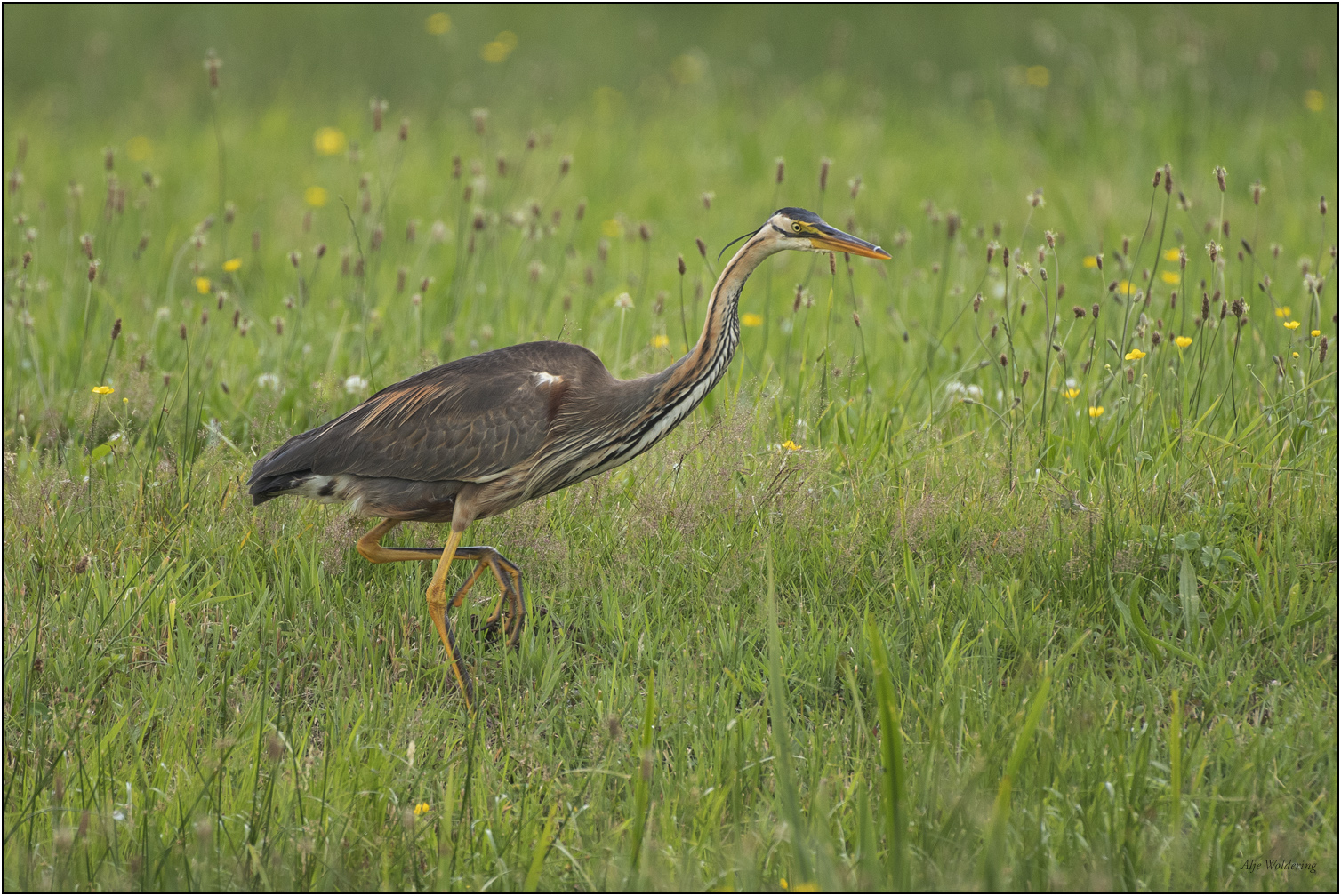 Purperreiger Overijssel