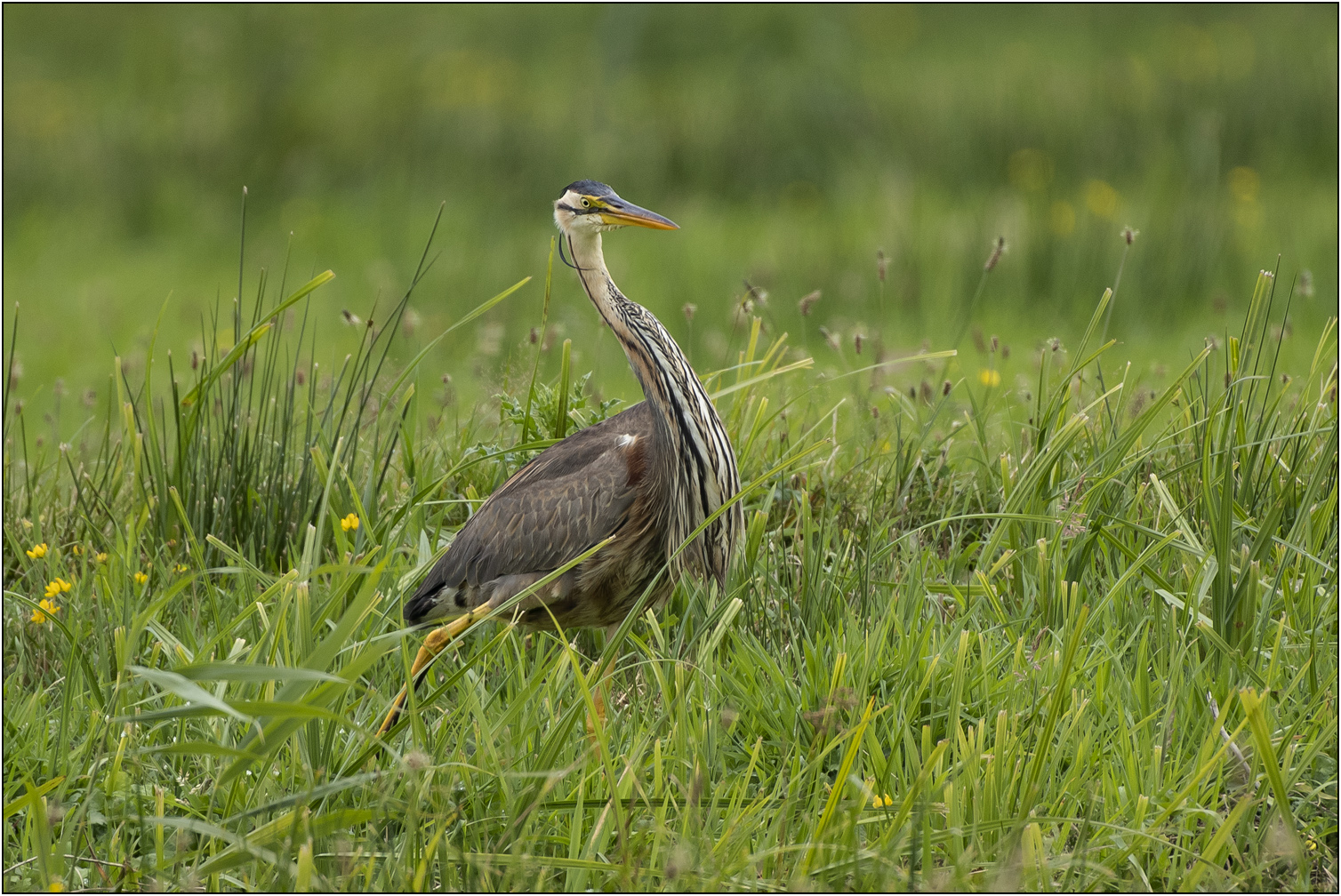 Purperreiger