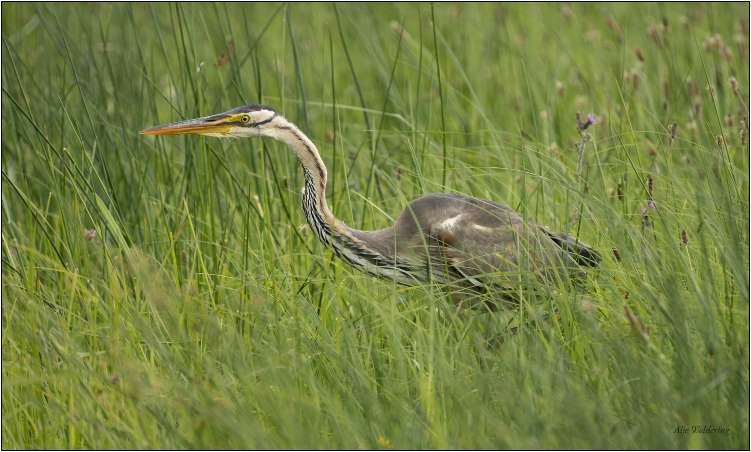 Purperreiger