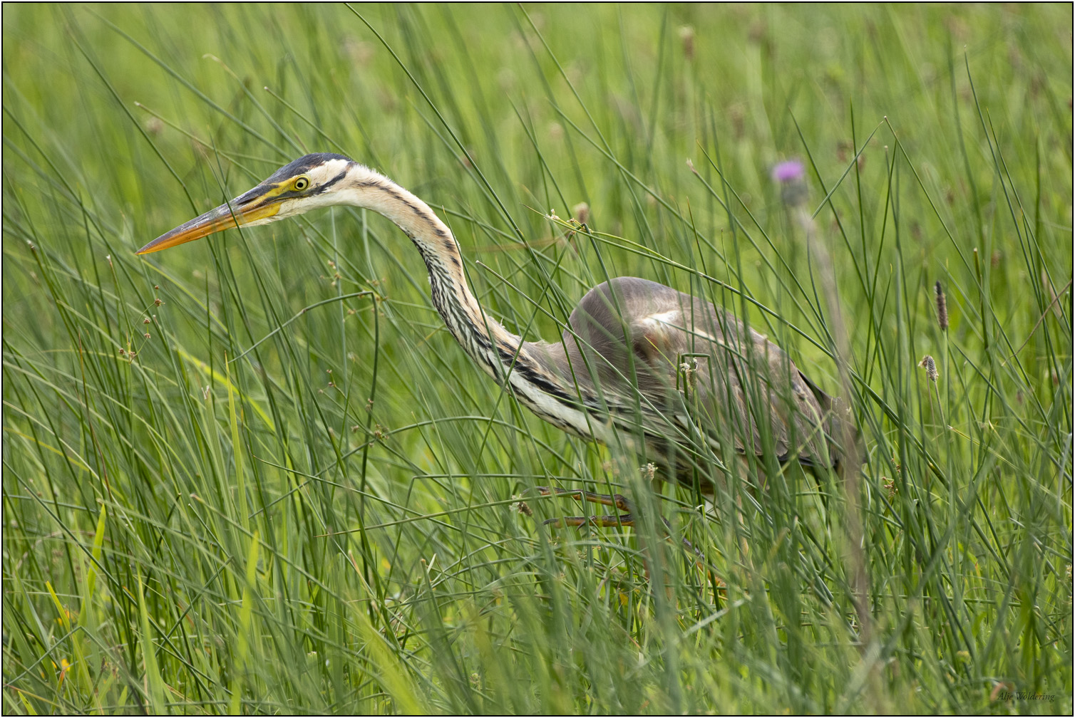 Purperreiger