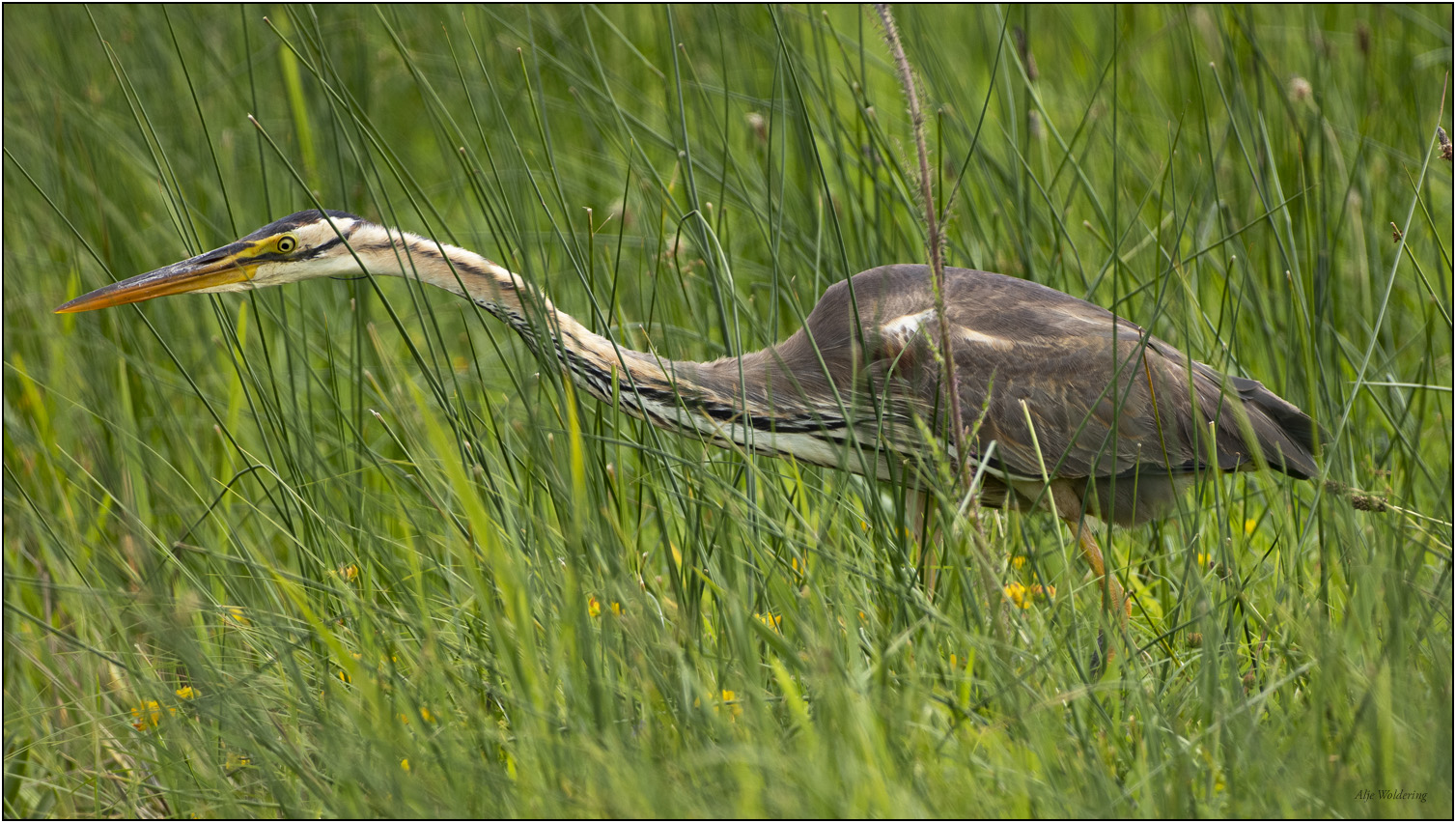 Purperreiger De Wieden