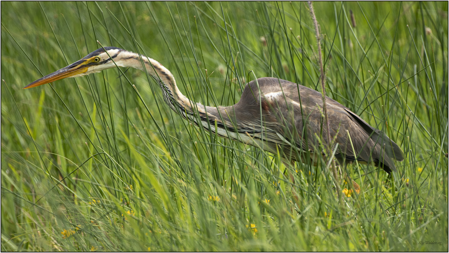 Purperreiger
