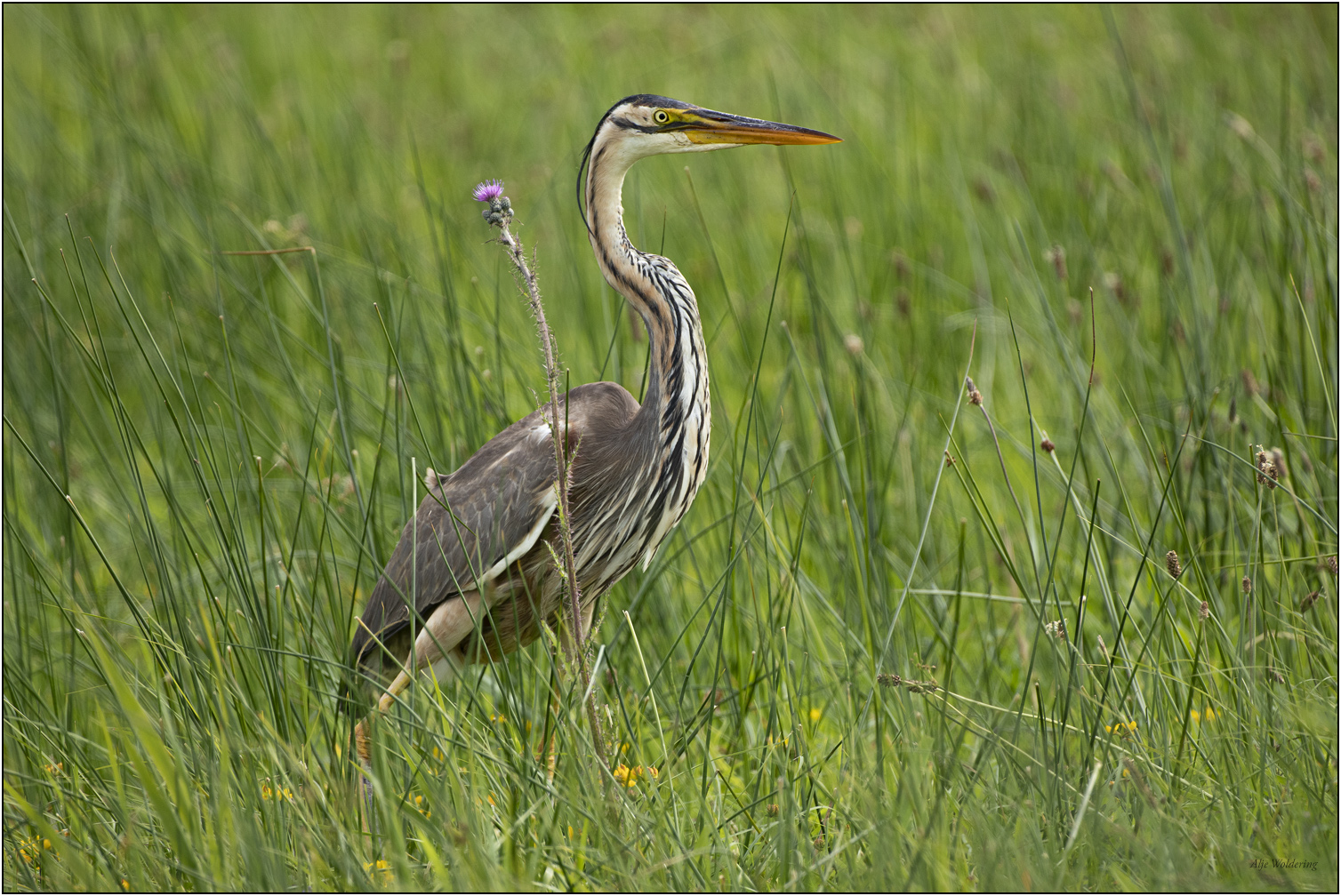 Purperreiger