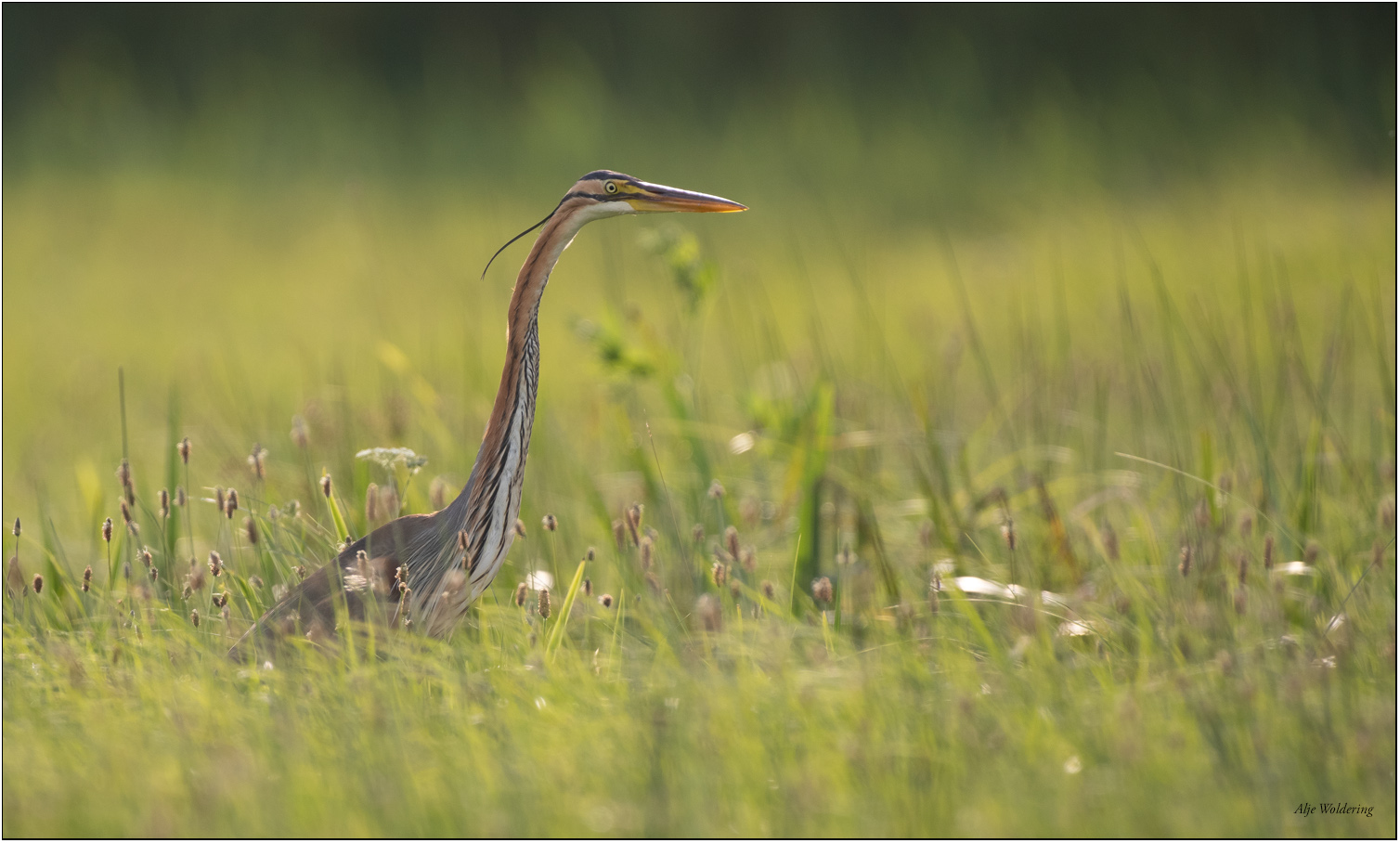 Purperreiger