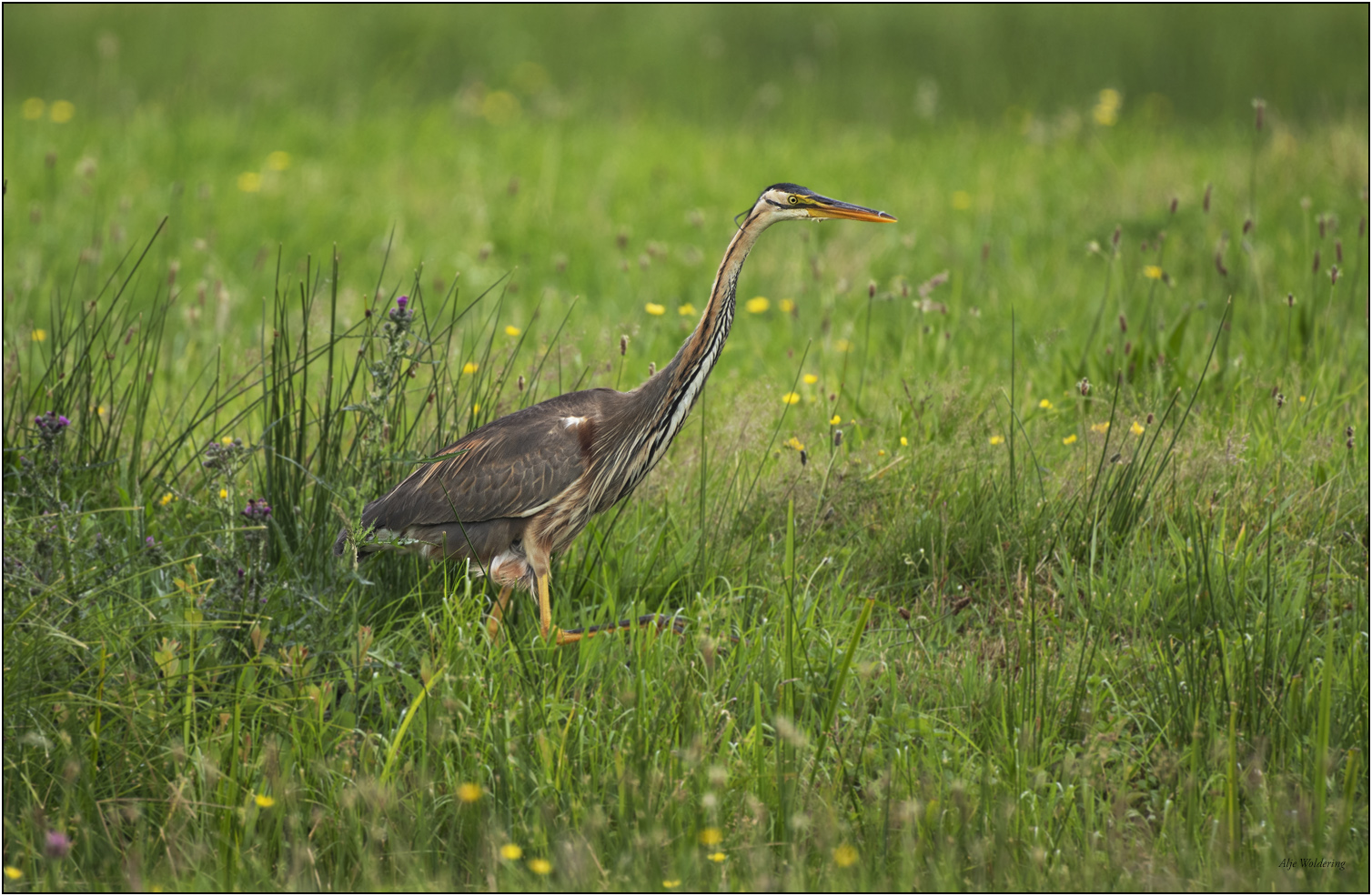 Purperreiger