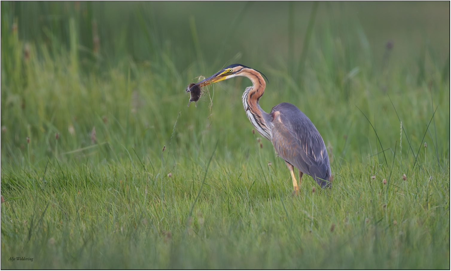 Purperreiger