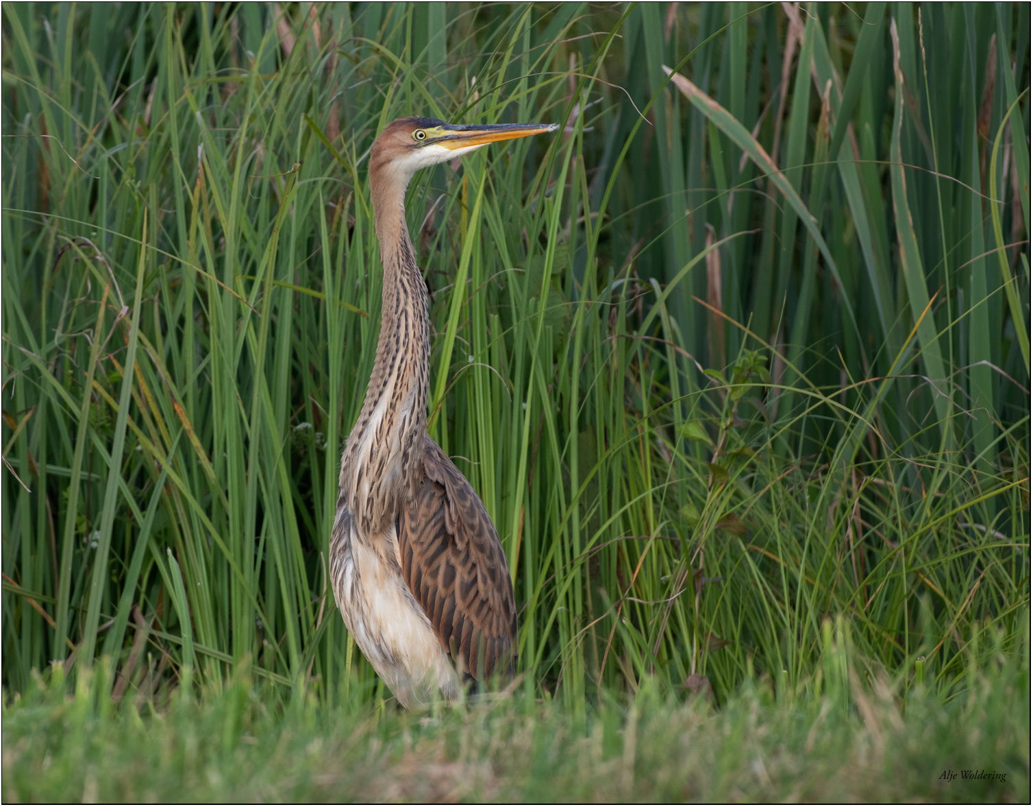 Purperreiger