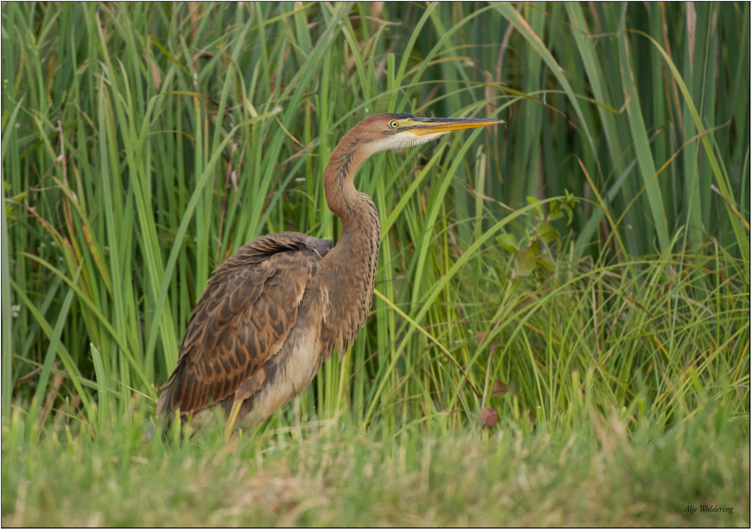 Purperreiger