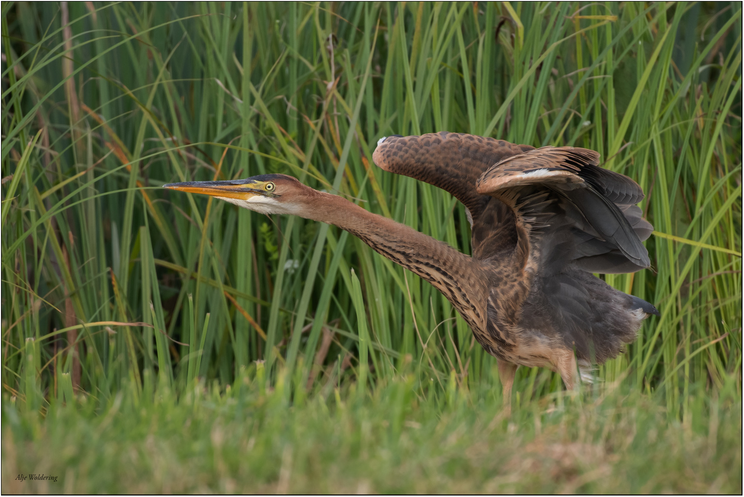 Purperreiger