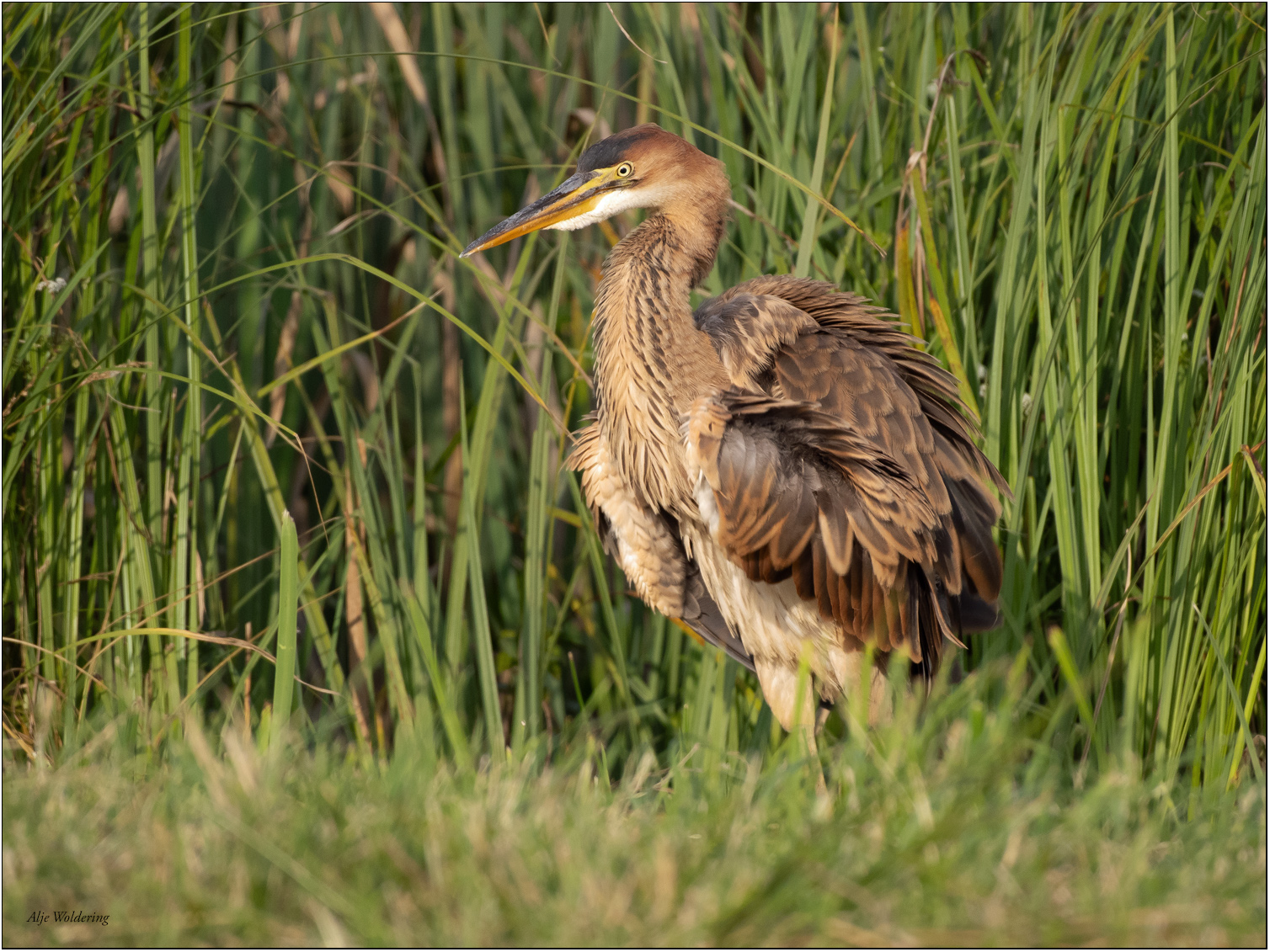 Purperreiger