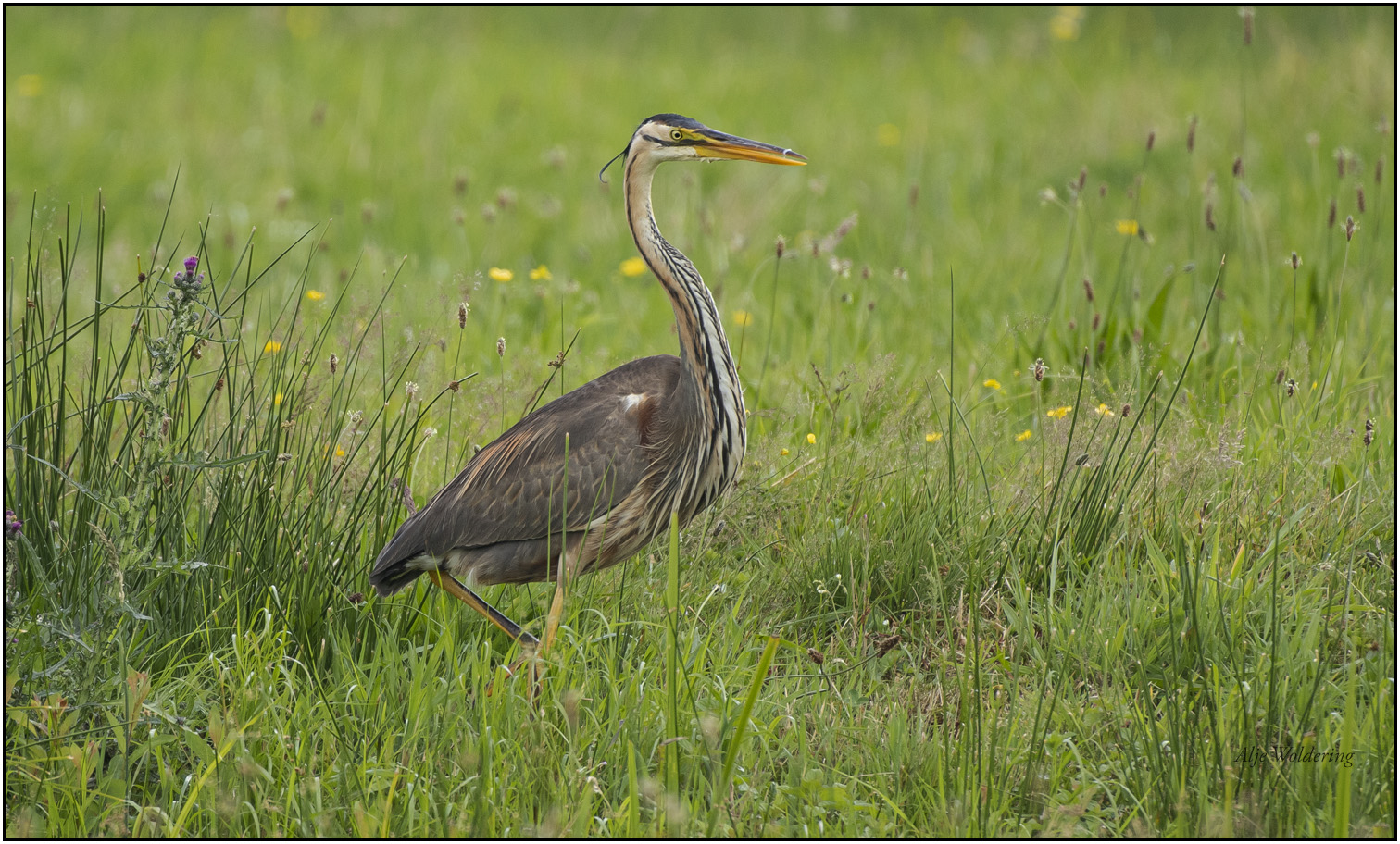 Purperreiger De Wieden