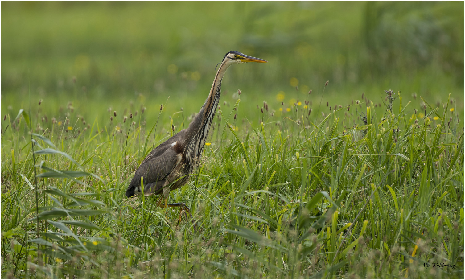 Purperreiger