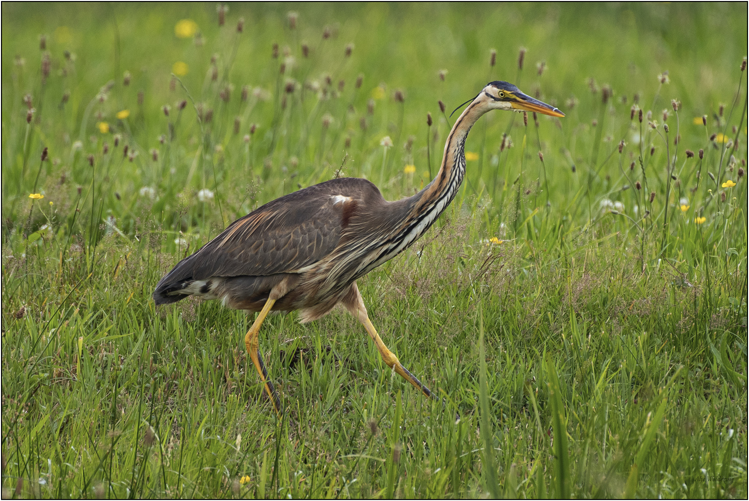 Purperreiger