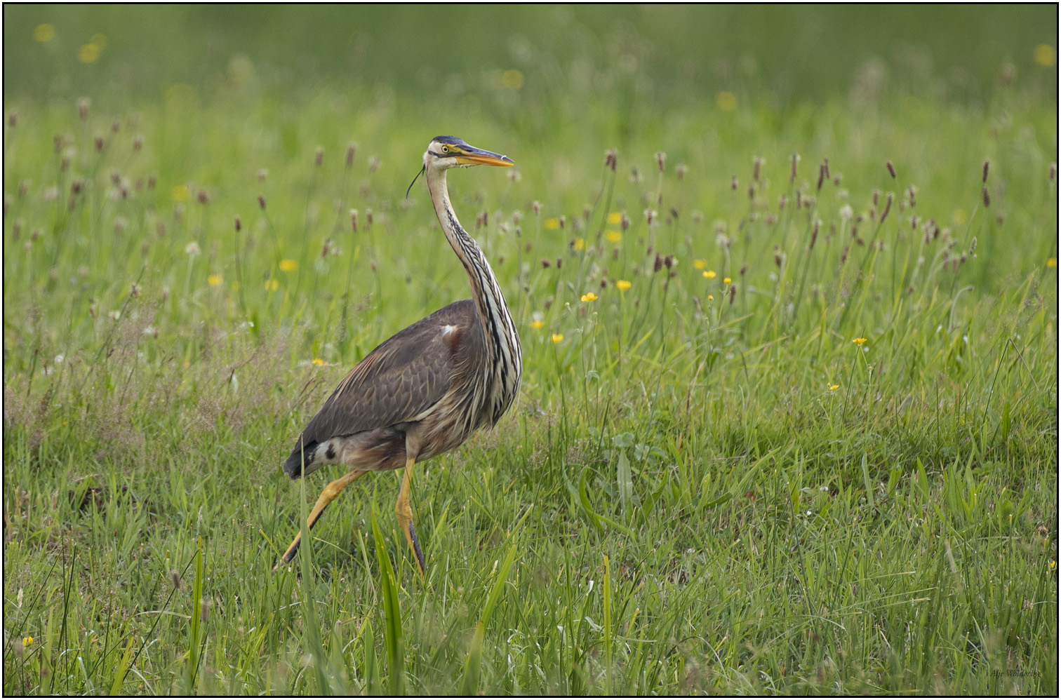 Purperreiger