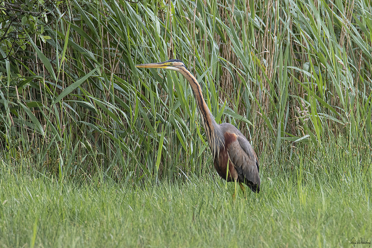 Purperreiger