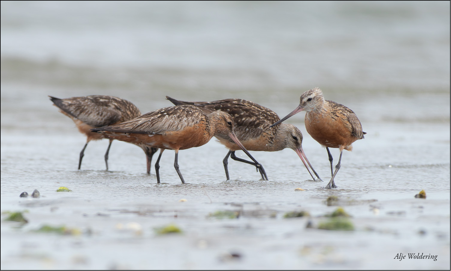 Texel Volharding