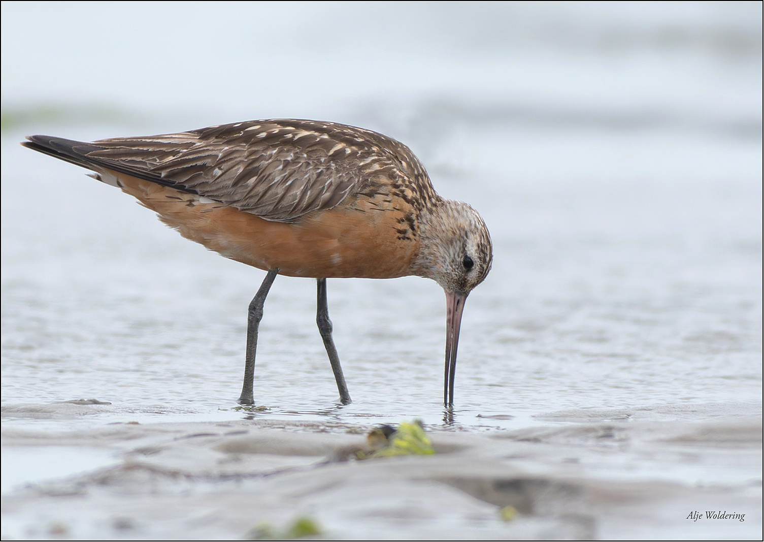 Volharding Texel Rosse grutto