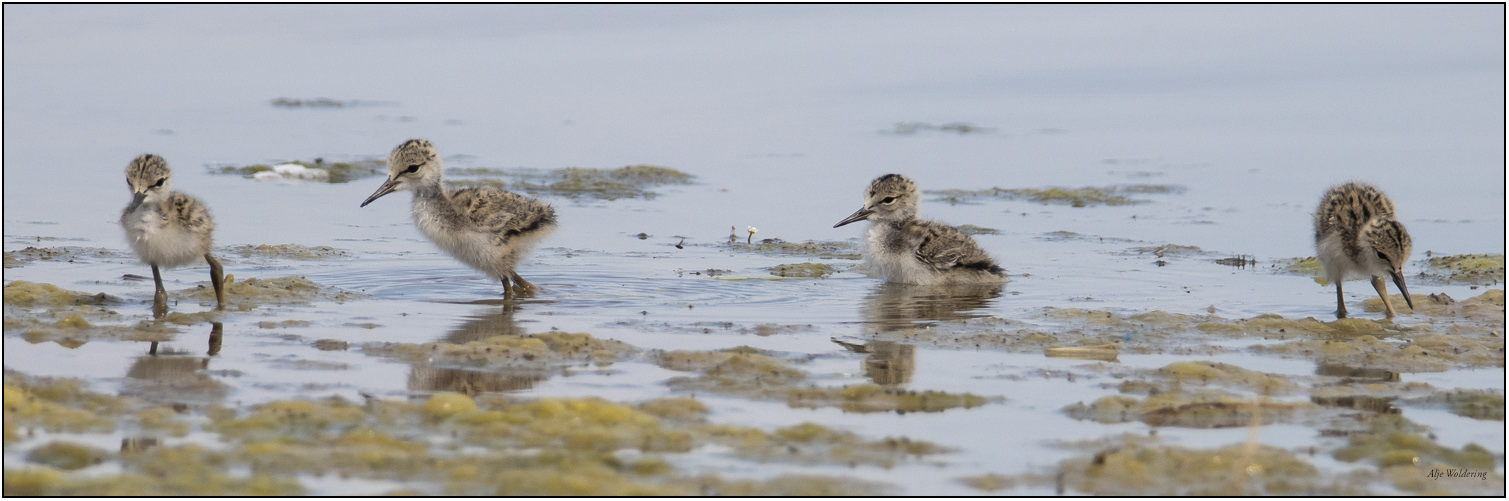 Steltkluut