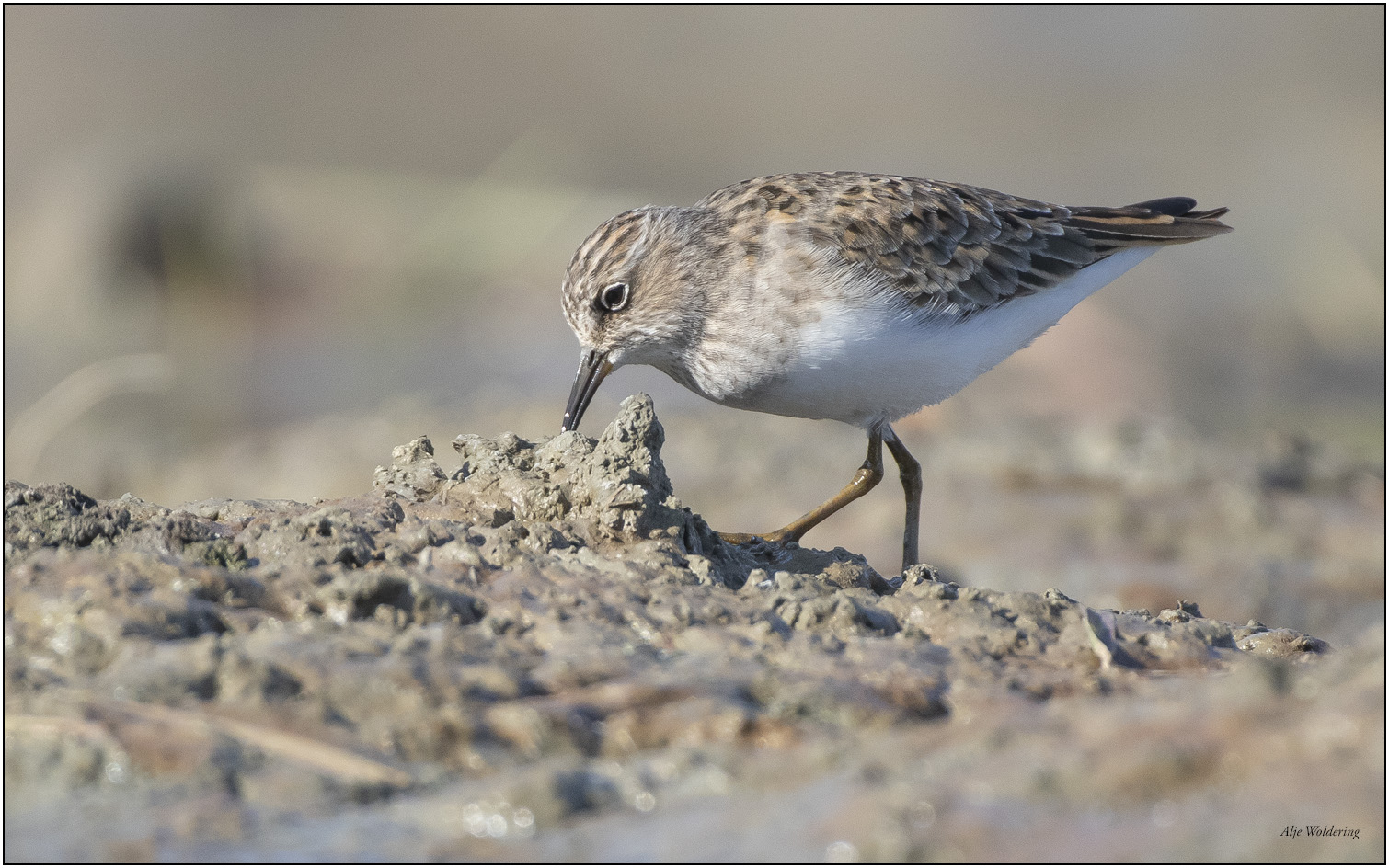 Temmincks strandloper