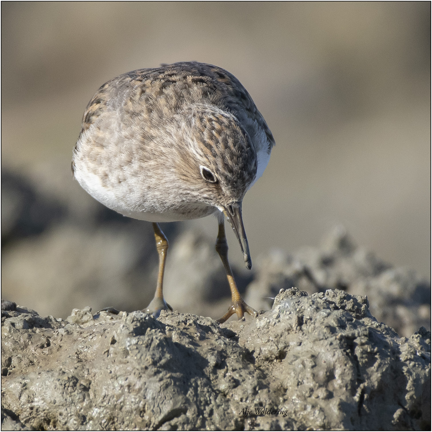 Temmincks strandloper