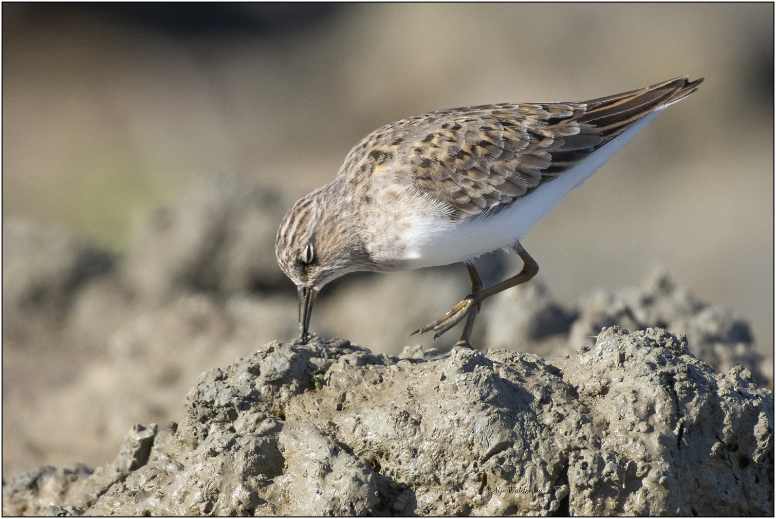 Temmincks strandloper