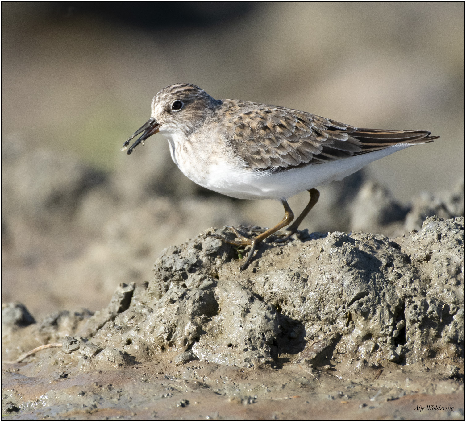 Temmincks strandloper