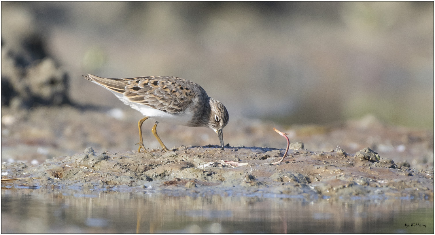 Temmincks strandloper